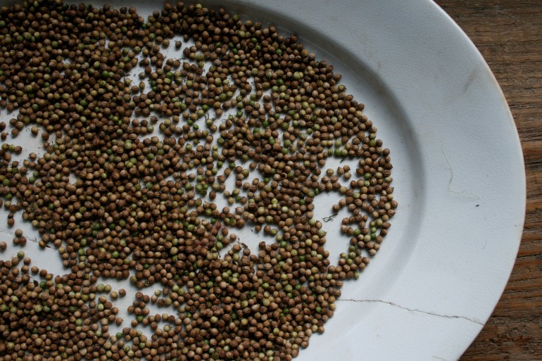 Cilantro, here we go