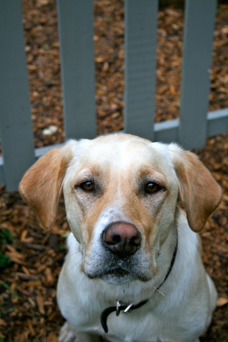 A Rosie In The Garden