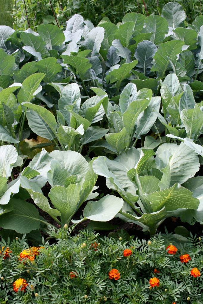 Loads of vitamin D in here!