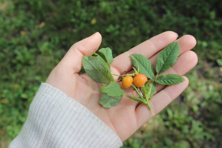 Rose hips aren't quite ripe yet.