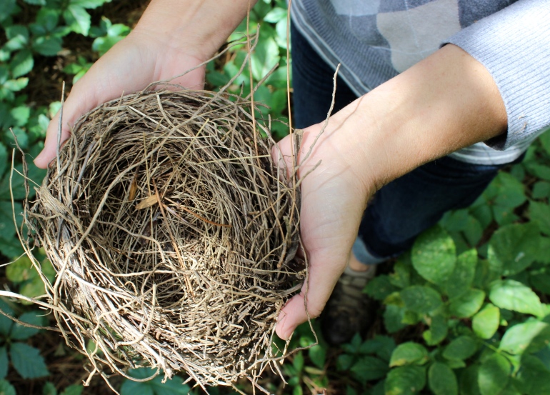 A found bird's nest.