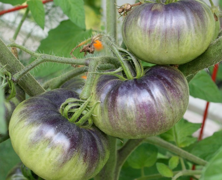 A garden friend had an extra plant and asked if I would like it. A great big YES! So excited to have this growing in my garden.