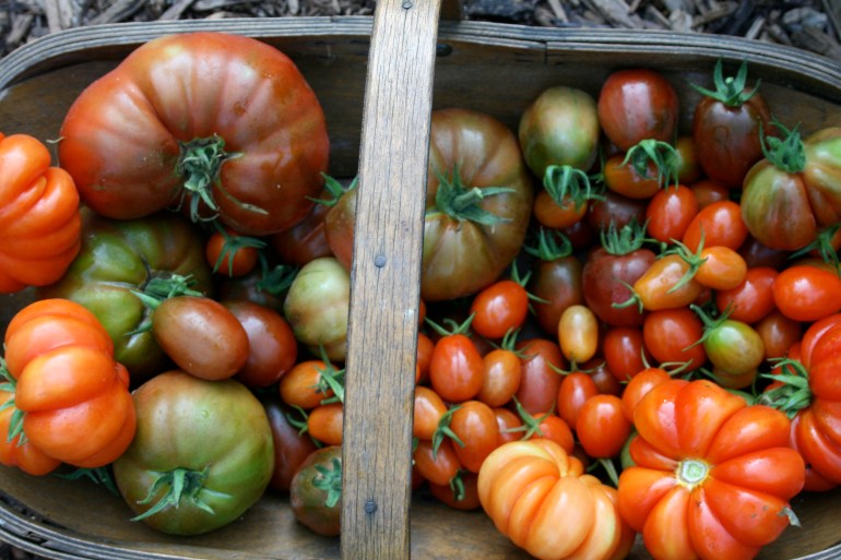 Heirloom Tomatoes