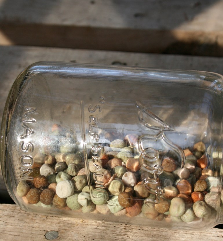 Dwarf Grey Peas-Heirloom