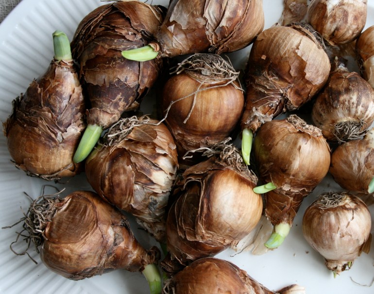 Narcissus papyraceus