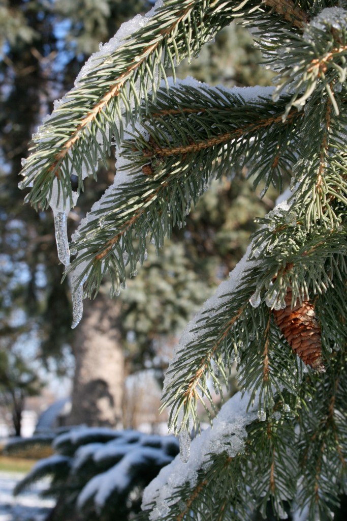 I like when my trees have a little frosting on them. 