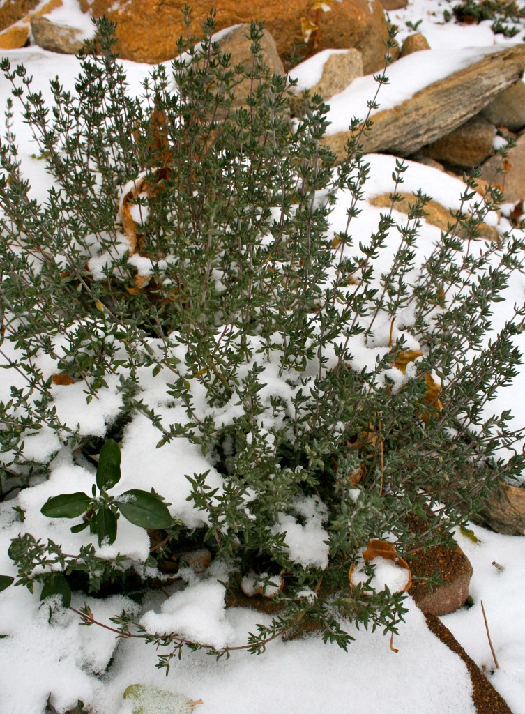 Winter Thyme