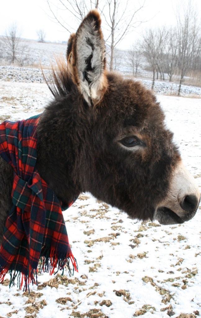 Jimmy and his woolen scarf.