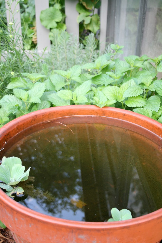 2014 was a busy year for the garden.