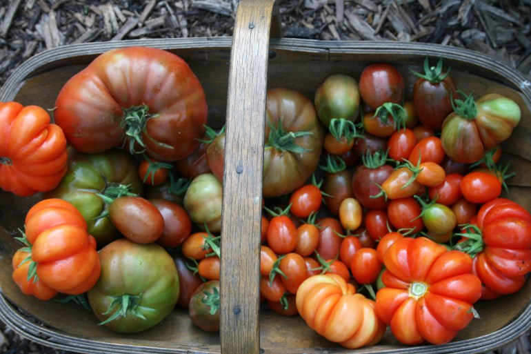 Heirloom Tomatoes