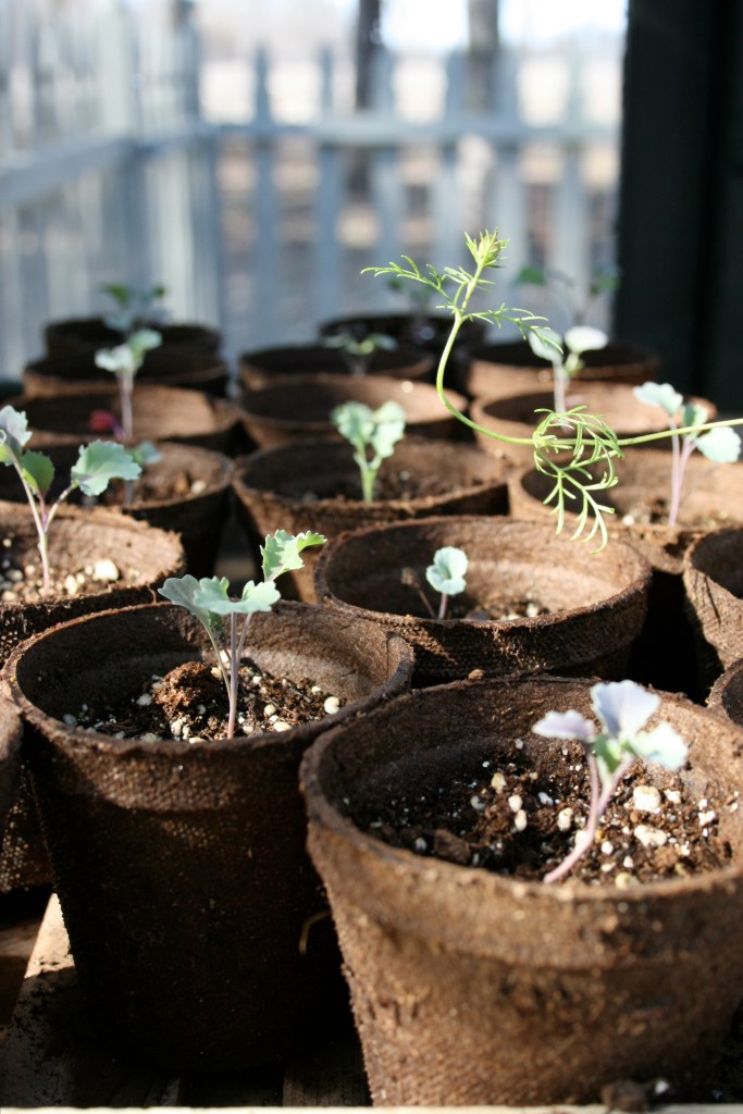 Seedlings