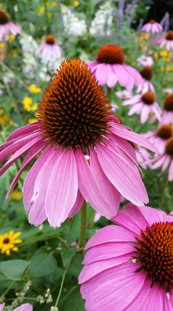 Take Time To Smell The Flowers